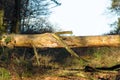 Dead tree trunk at Posbank National park Veluwe