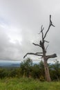 a dead tree trunk on top of a hill in blue ridge mountain range overlooking the scenery Royalty Free Stock Photo