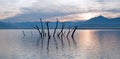 Dead tree trunks and branches poking out of drought stricken Lake Isabella at sunrise in the Sierra Nevada mountains in Central Ca Royalty Free Stock Photo
