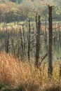 Dead tree trunks in a forest with a large lake with reeds Royalty Free Stock Photo