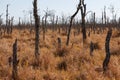 Dead tree trunks in orange grassland Royalty Free Stock Photo