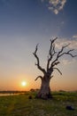 Dead tree. Royalty Free Stock Photo