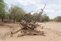 Dead tree in the Ugab River, Namibia Royalty Free Stock Photo