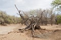 Dead tree in the Ugab River, Namibia Royalty Free Stock Photo