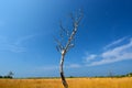 Dead tree