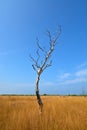 Dead tree