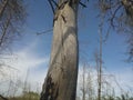 Dead tree under blue sky Royalty Free Stock Photo