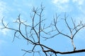 Dead tree under clean blue sky Royalty Free Stock Photo