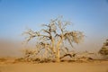 Dead tree under sandstorm in african desert