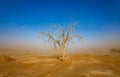 Dead tree under sandstorm in african desert, blue sky