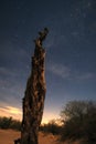 Dead tree under a starry sky on the desert sands. Royalty Free Stock Photo