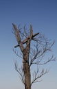 Dead tree