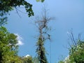 A dead tree, and very fragile