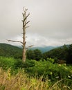 Dead tree and view of the Blue Ridge Mountains, from Skyline Drive in Shenandoah National Park, Virginia Royalty Free Stock Photo