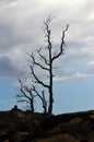 Dead Tree in Volcanoes National Park on the Big Island, Hawaii