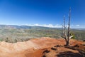 Dead Tree And Waimea Canyon, Kauai