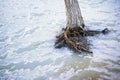 Dead Tree In Water During Flood