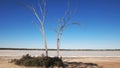 Dead tree at a west australian salt pan Royalty Free Stock Photo