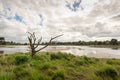 Dead tree with irregular branches on the edge of a lake Royalty Free Stock Photo