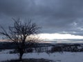 Dead tree in winter and dramatic sky Royalty Free Stock Photo