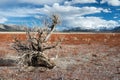 Dead tree on withered field with background of Sierra Nevada mou Royalty Free Stock Photo
