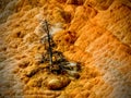 A dead tree at Yellowstone& x27;s Mammoth Hot Springs