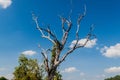 Dead treei in Esteros del Ibera Royalty Free Stock Photo