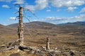 The dead trees Royalty Free Stock Photo