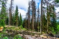 Dead trees affected by the Pine Beetle Royalty Free Stock Photo