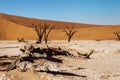 Dead trees in Namibias Deadvlei. Royalty Free Stock Photo