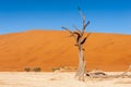 Dead trees in Namibias Deadvlei. Royalty Free Stock Photo