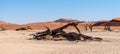 Dead trees in Namibias Deadvlei. Royalty Free Stock Photo