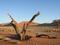 Dead trees against the background of the dunes. Deadvlei, Sossusvlei, Namibia. Royalty Free Stock Photo