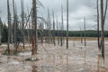 Dead trees amidst geothermal landscape at national park with sky in background