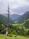 Dead trees on Andorran mountain peak