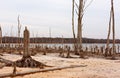 Dead Trees Around a Lake Royalty Free Stock Photo