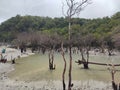 dead trees around the lake whose water is dry