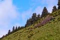 Dead trees. Awesome mountain landscape, nature and its beauty, located on the Red Mountain, Romania