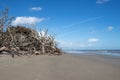 dead trees on the beach on the Atlantic Coast Royalty Free Stock Photo