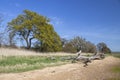 Dead trees on the beach at Levington, Suffolk, England Royalty Free Stock Photo