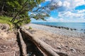 Dead trees at the beach on RÃÂ¼gen, Germany Royalty Free Stock Photo