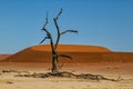 Dead trees with a beautiful blue sky in Dead Vlei in Sossusvlei, Namibia Royalty Free Stock Photo