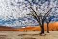 Dead trees with a beautiful cloudy sky in Dead Vlei in Sossusvlei Royalty Free Stock Photo