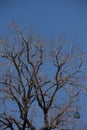 Dead trees and blue sky Royalty Free Stock Photo