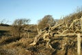 Dead trees with blue sky in the background. Royalty Free Stock Photo