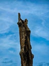 Dead trees with blue sky and white clouds in Wesr Nank Park, GA. Royalty Free Stock Photo