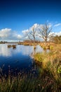 Dead trees in bog water Royalty Free Stock Photo