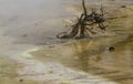 Dead trees in boiling mud at Fountain Paint Pots in Yellowstone Royalty Free Stock Photo