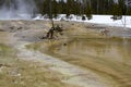 Dead trees in boiling mud at Fountain Paint Pots in Yellowstone Royalty Free Stock Photo