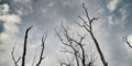 Dead trees and clouds Royalty Free Stock Photo